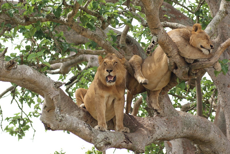 5 days bwindi and queen elizabeth safari