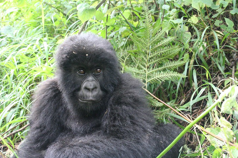 Gorilla Trekking Age Limit in Rwanda