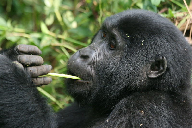 Gorilla Trekking in Rwanda from South Africa