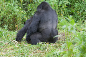 Gorilla Sex, Gorilla Mating and Reproduction