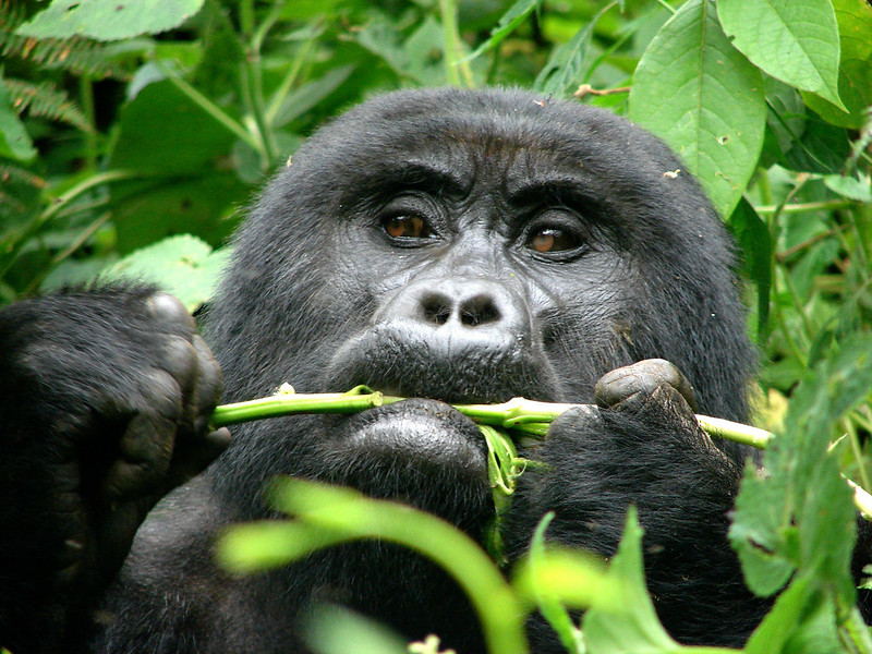 6 days gorilla trekking in Uganda and Ngorongoro Crater