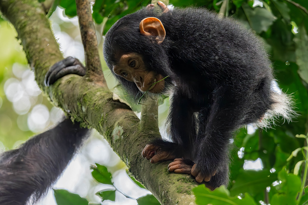 Primate tracking safaris in Africa