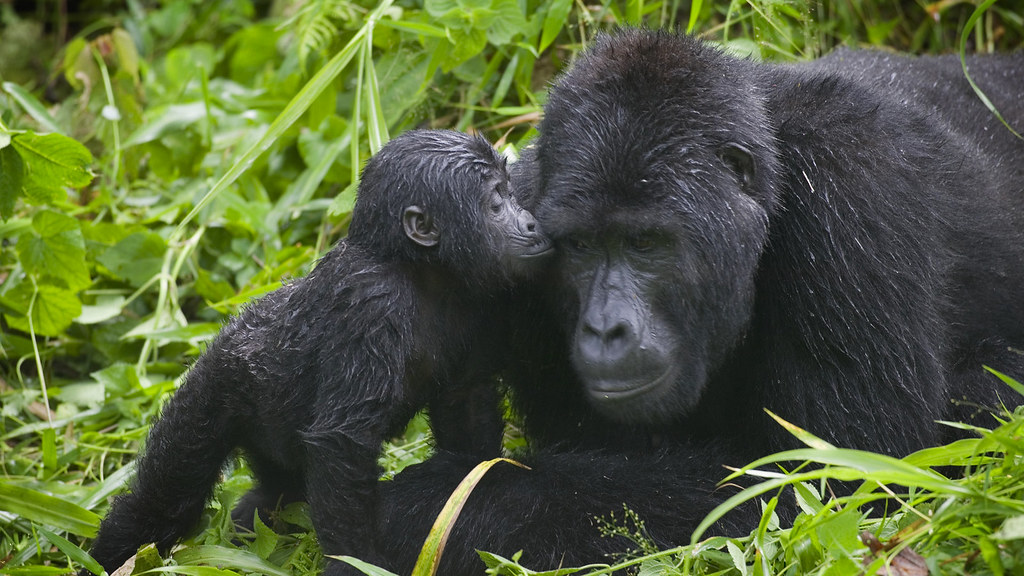 5-day Uganda flying gorilla and chimpanzee trekking safari