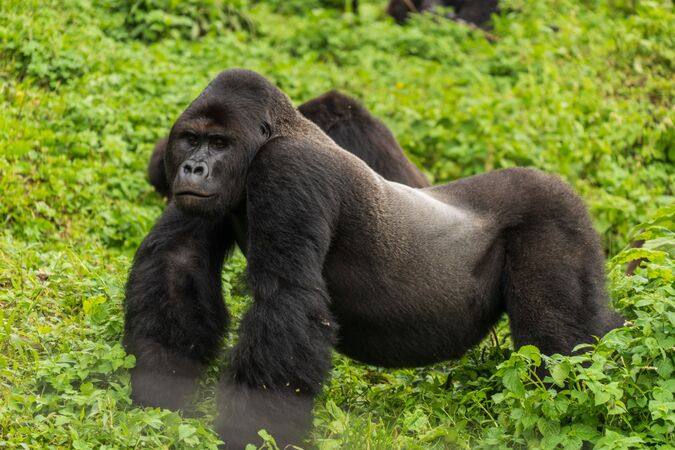 Volcanoes national Park Rwanda