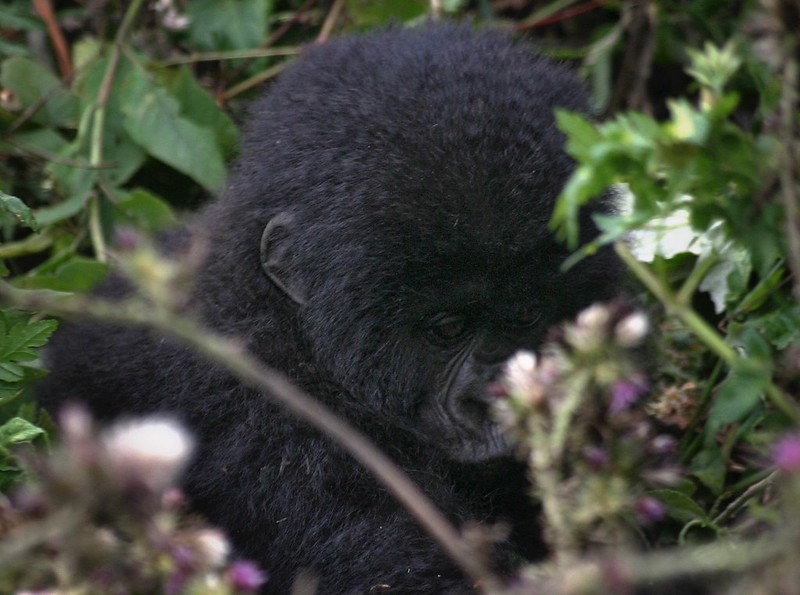 Best time to visit Bwindi Impenetrable Forest