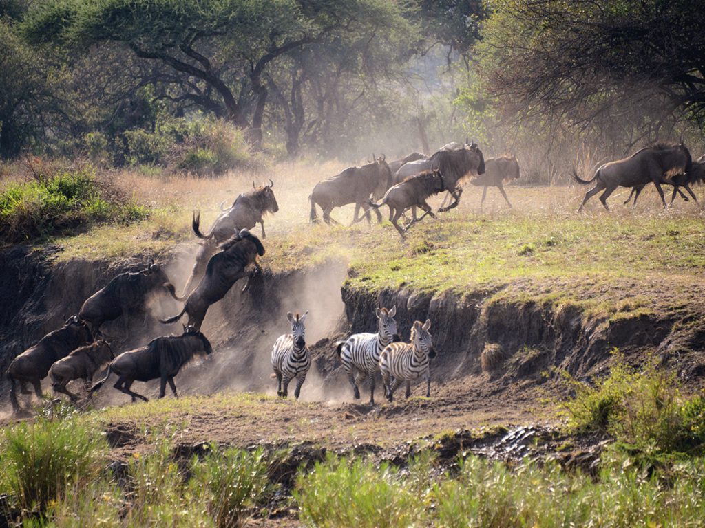 Grumeti River and the Great Migration Crossing