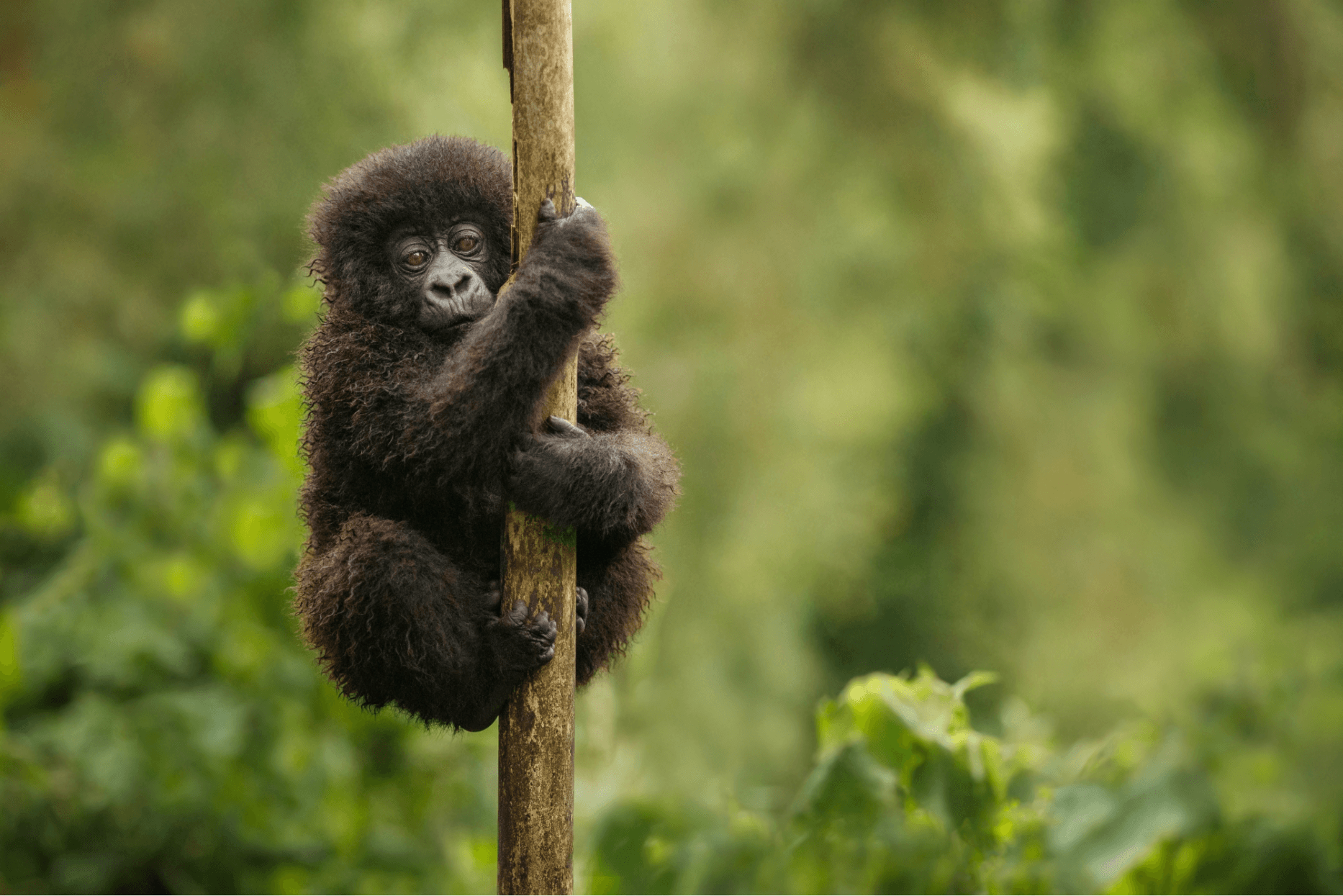 Can Mountain Gorillas Climb Trees?