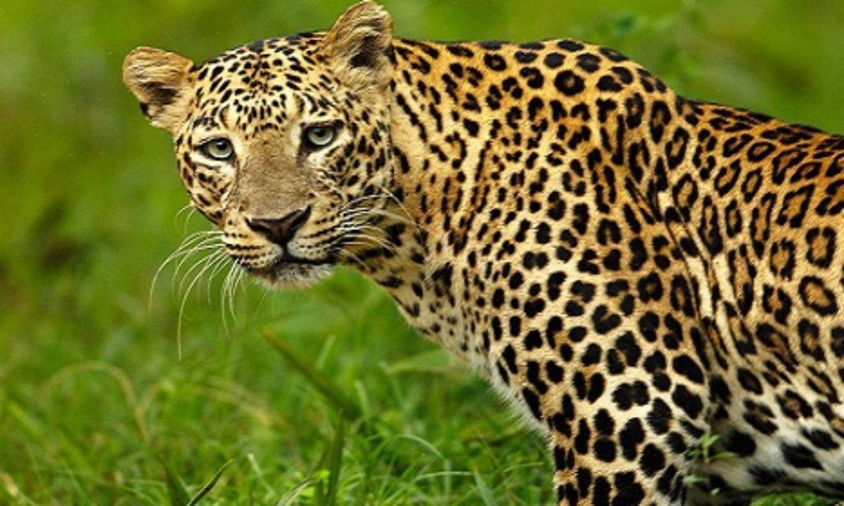 Leopard Introduction 5 Facts about Leopards