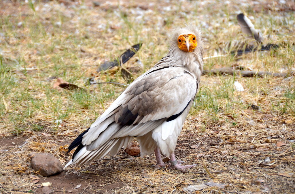 Bird watching in Tarangire National Park