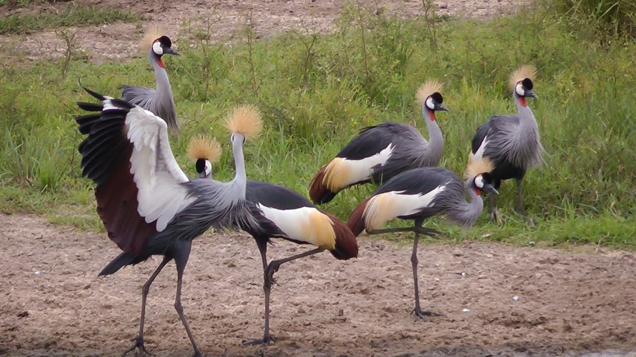 Crested Crane Facts Appearance Food Feeding Habit crested-crane-facts-appearance-food-feeding-habit