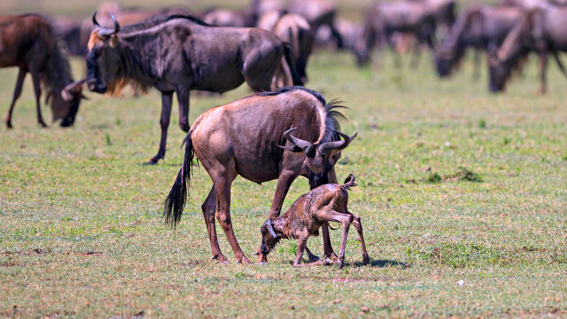 wildebeest-calving