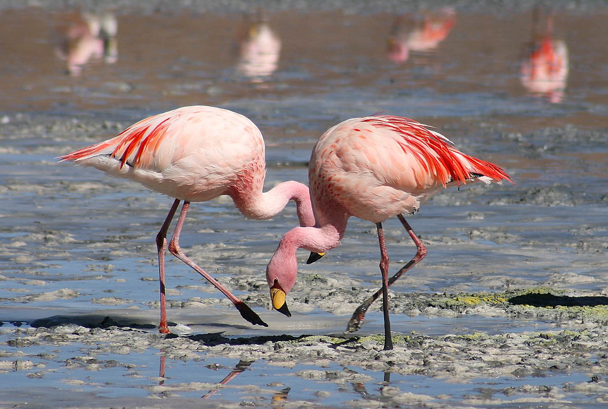 Why are flamingos Pink