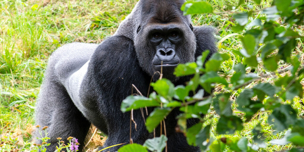 Silverback gorilla defense mechanisms and predators