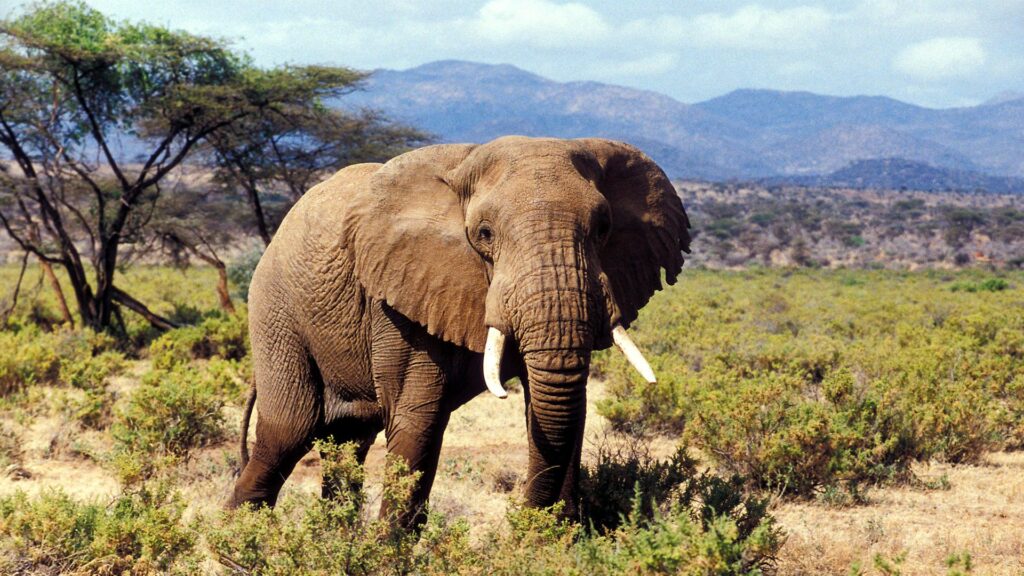 Samburu National Reserve
