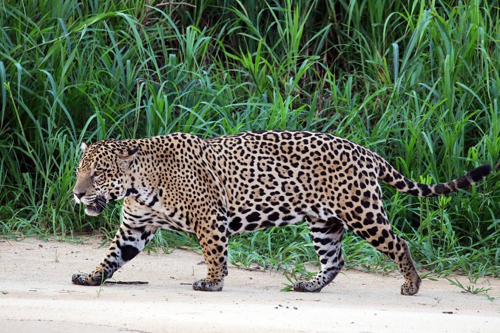 Rainforest Animals