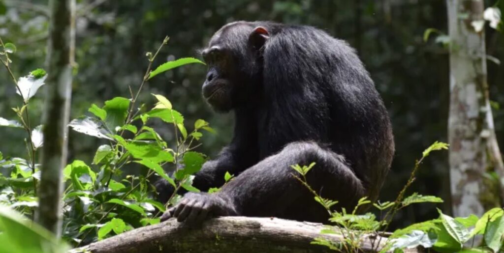 Best places to see primates in Tanzania