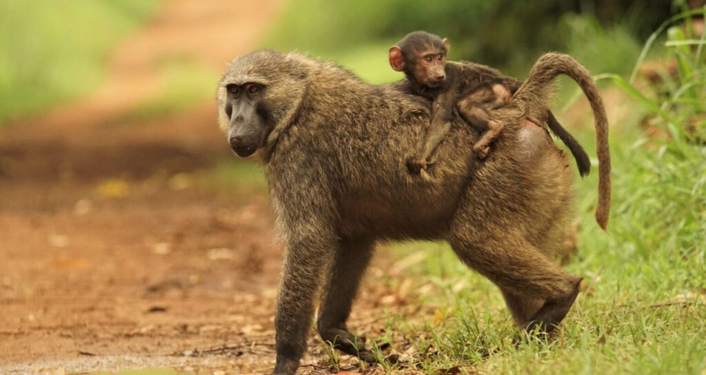 Facts About Baboons