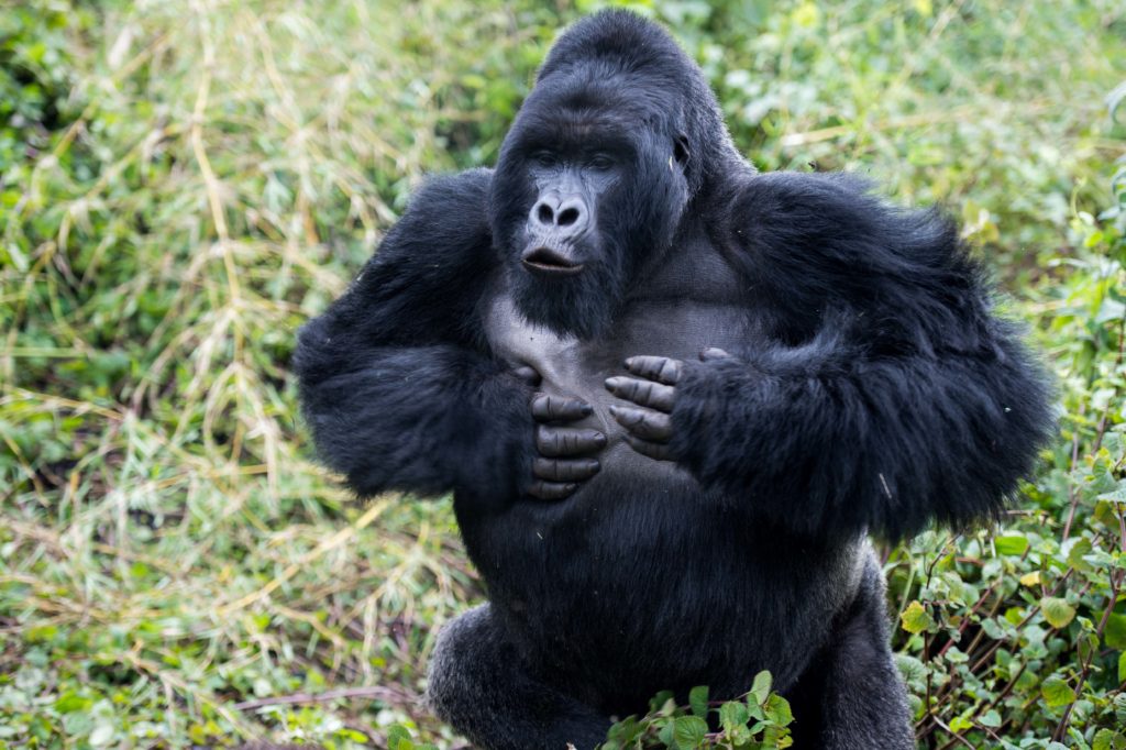 Why Mountain Gorillas are Endangered