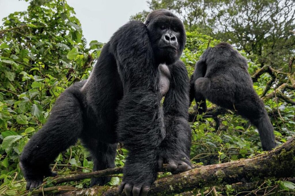 Do Mountain Gorillas Climb Trees