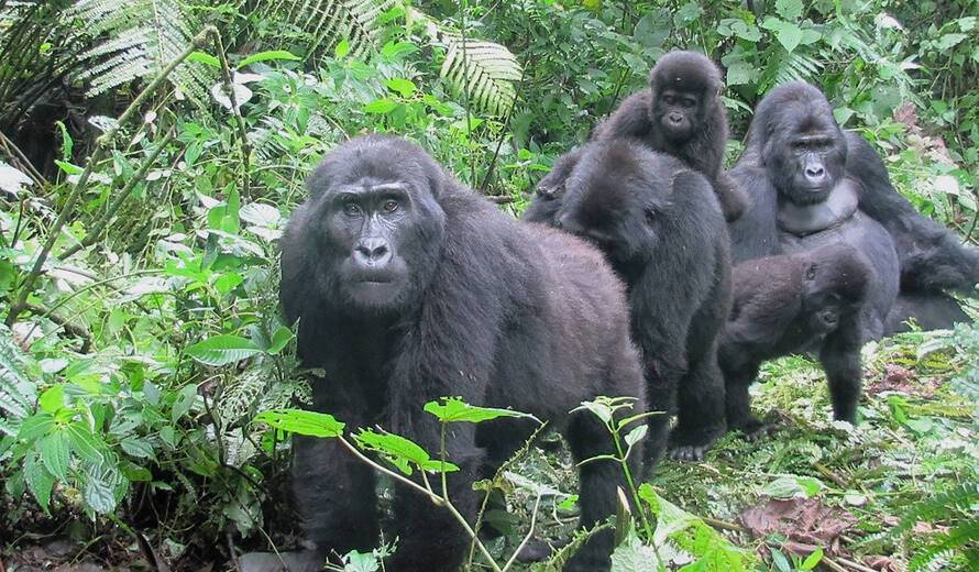 Why Mountain Gorillas are Endangered