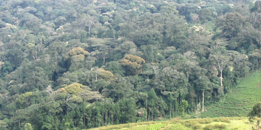 Kibira National Park