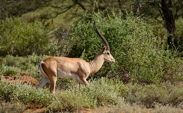  Arawale National Reserve