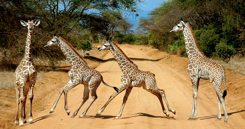 Tsavo West National Park