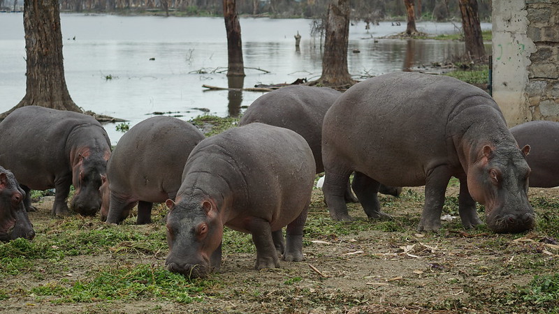 Lake Naivasha National Park