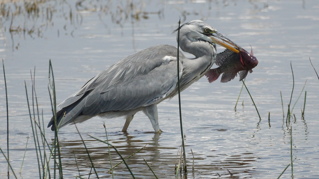 Lake Naivasha National Park