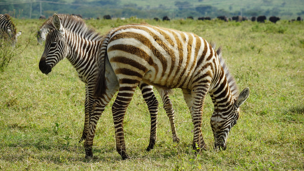 How To Get to Lake Naivasha National park