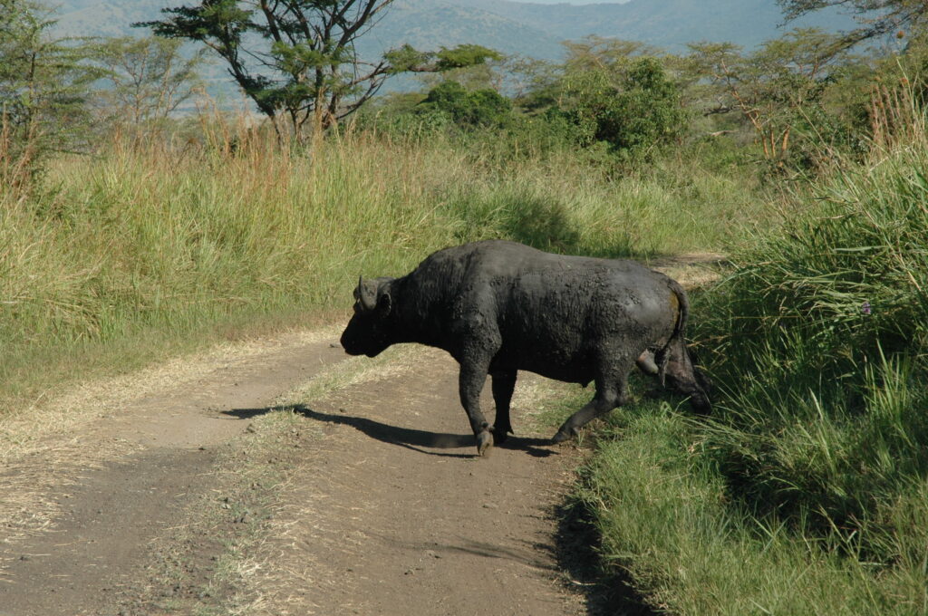 Buffalo Springs National Game Reserve