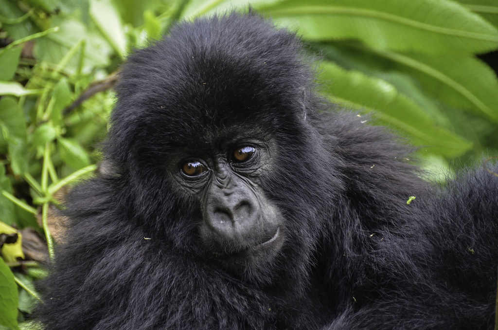 Why Uganda Is Called The Pearl Of Africa