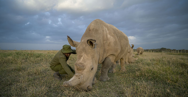 Ol Pejeta Conservancy
