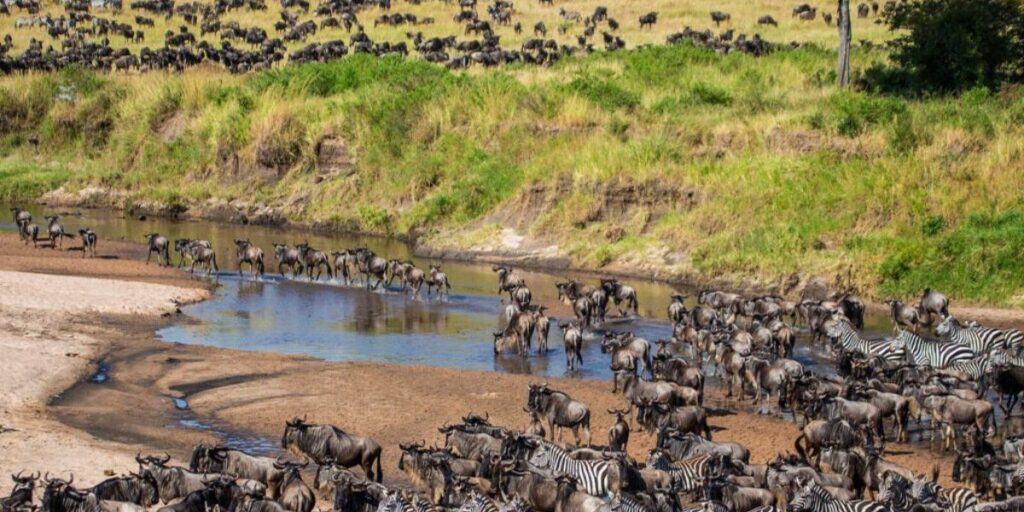 Best Time To See Wildebeest Migration