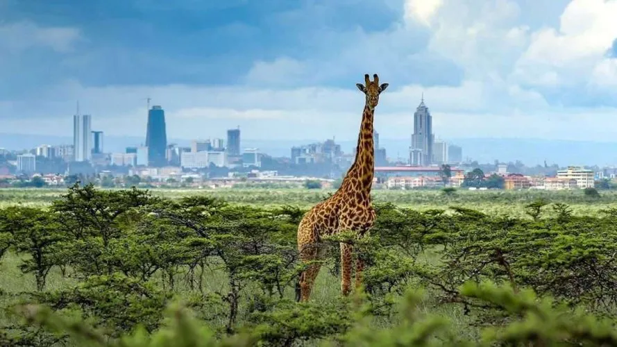 Affordable 1 day Nairobi national park tour  package