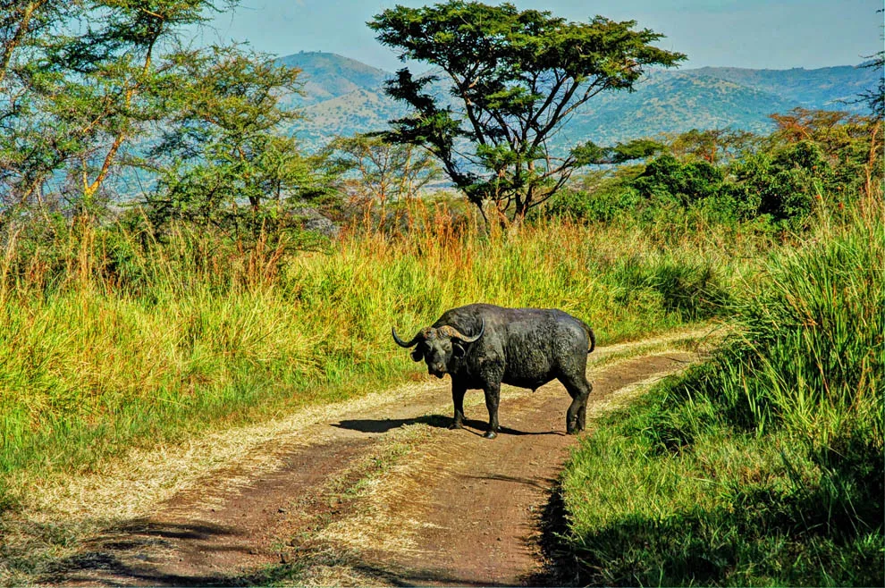 Buffalo Springs National Game Reserve