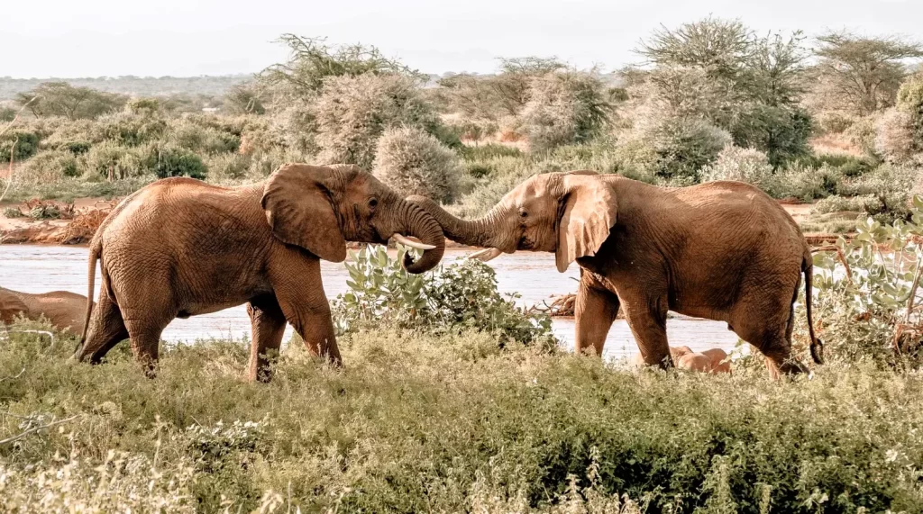 Rimoi National Reserve