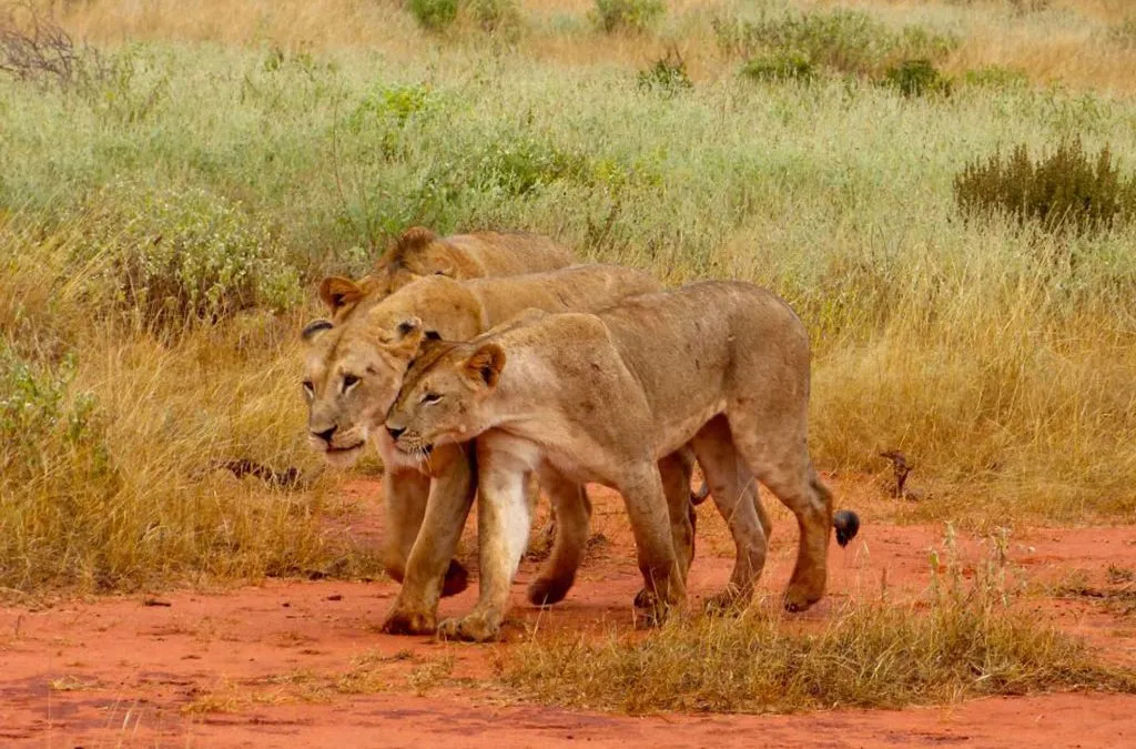 Tsavo National Park 