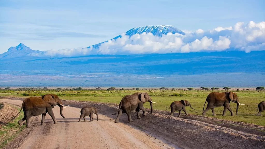 Amboseli national park 