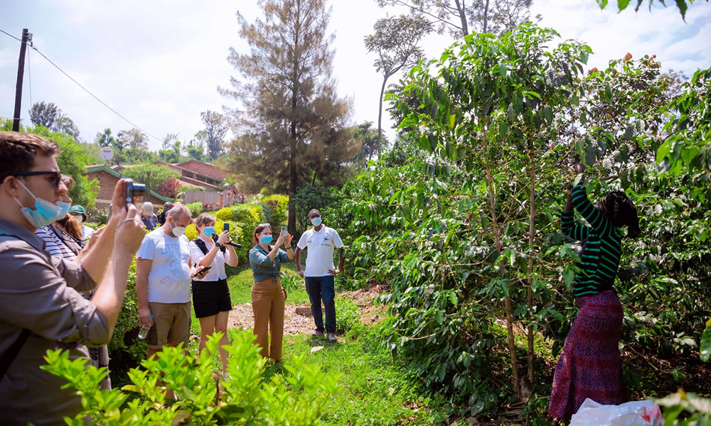 Where to go for Coffee Tour in Rwanda