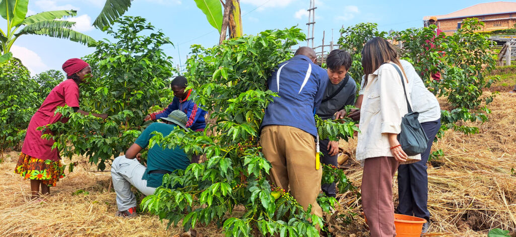 Where to go for Coffee Tour in Rwanda