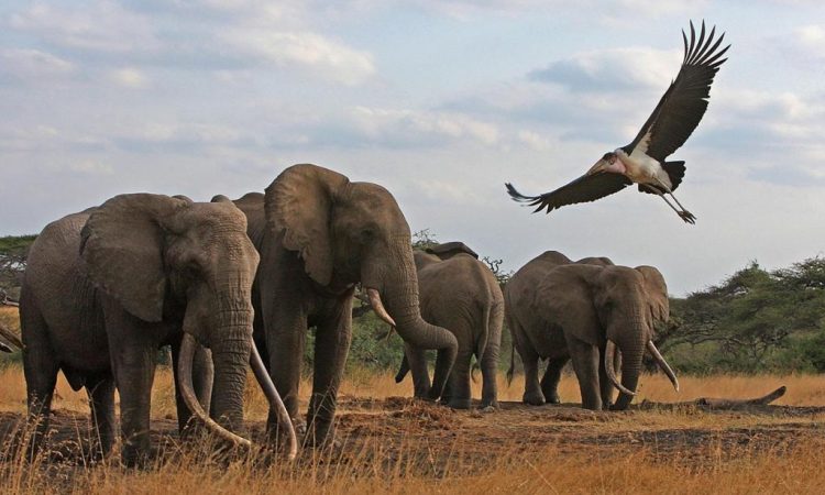 1 days Tarangire National Park wildlife safari