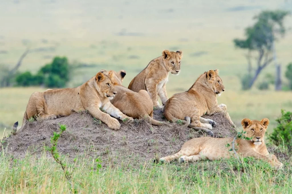 Where to see Lions in Africa