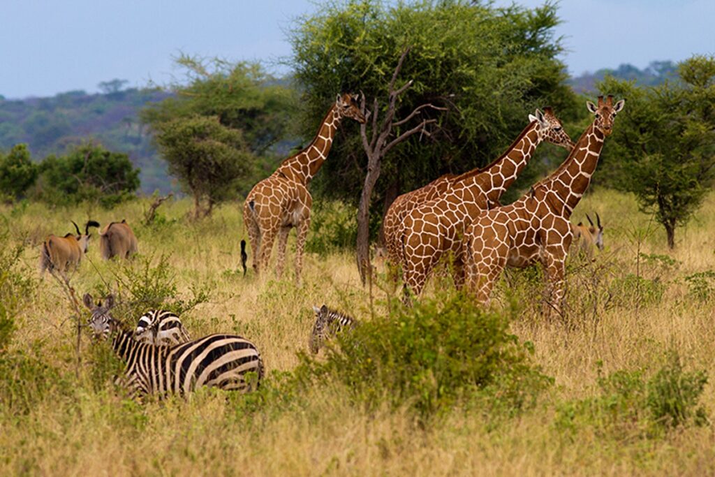 10 Amazing Facts About Giraffes
