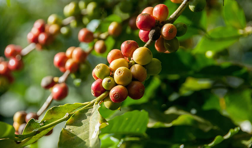 Where to go for Coffee Tour in Rwanda