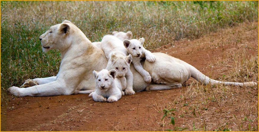 Where to see Lions in Africa