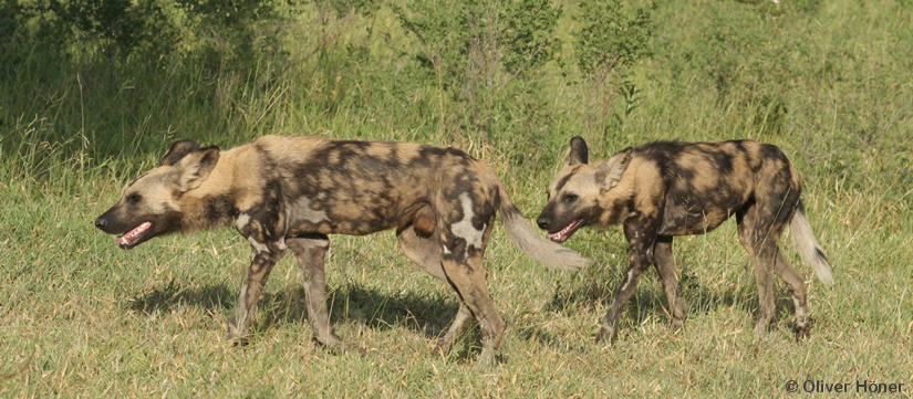 Predators in Ndutu Plains 