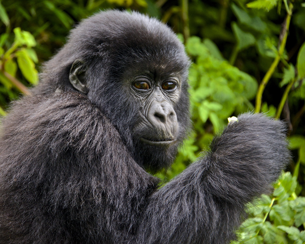 Gorilla Trekking in Africa