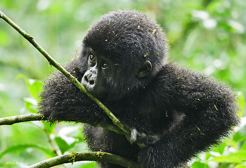 Do gorillas recognize humans