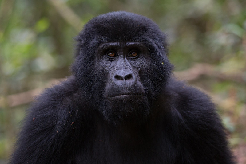 How to get to Virunga National Park